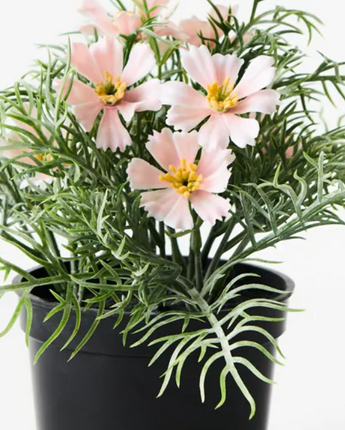 Cosmos in Pot