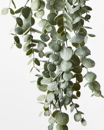 Eucalyptus Hanging Bush