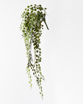 Fern Button Hanging Bush