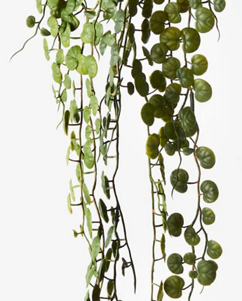 Fern Button Hanging Bush