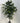 Ficus Tree Uv Treated
