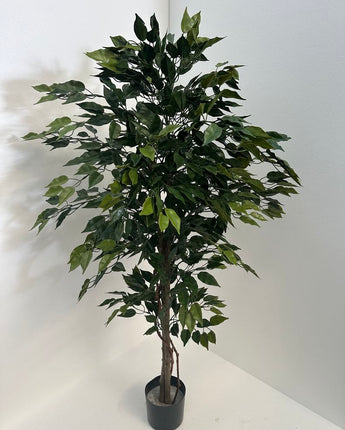 Ficus Tree Uv Treated