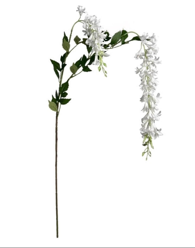 Wisteria - White flower