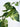 Pothos Vine Garland - Green