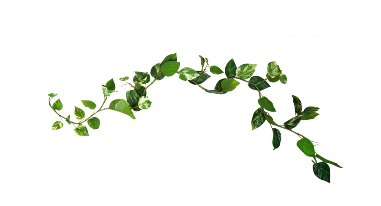 Pothos Vine Garland - Green