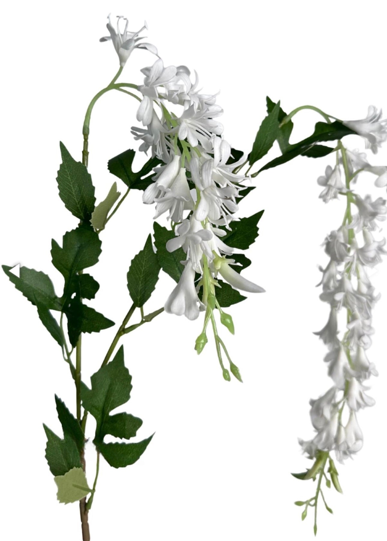 Wisteria - White flower