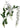 Wisteria - White flower