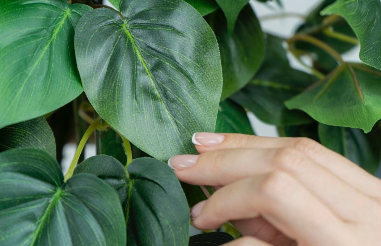 Philodendron Ivy
