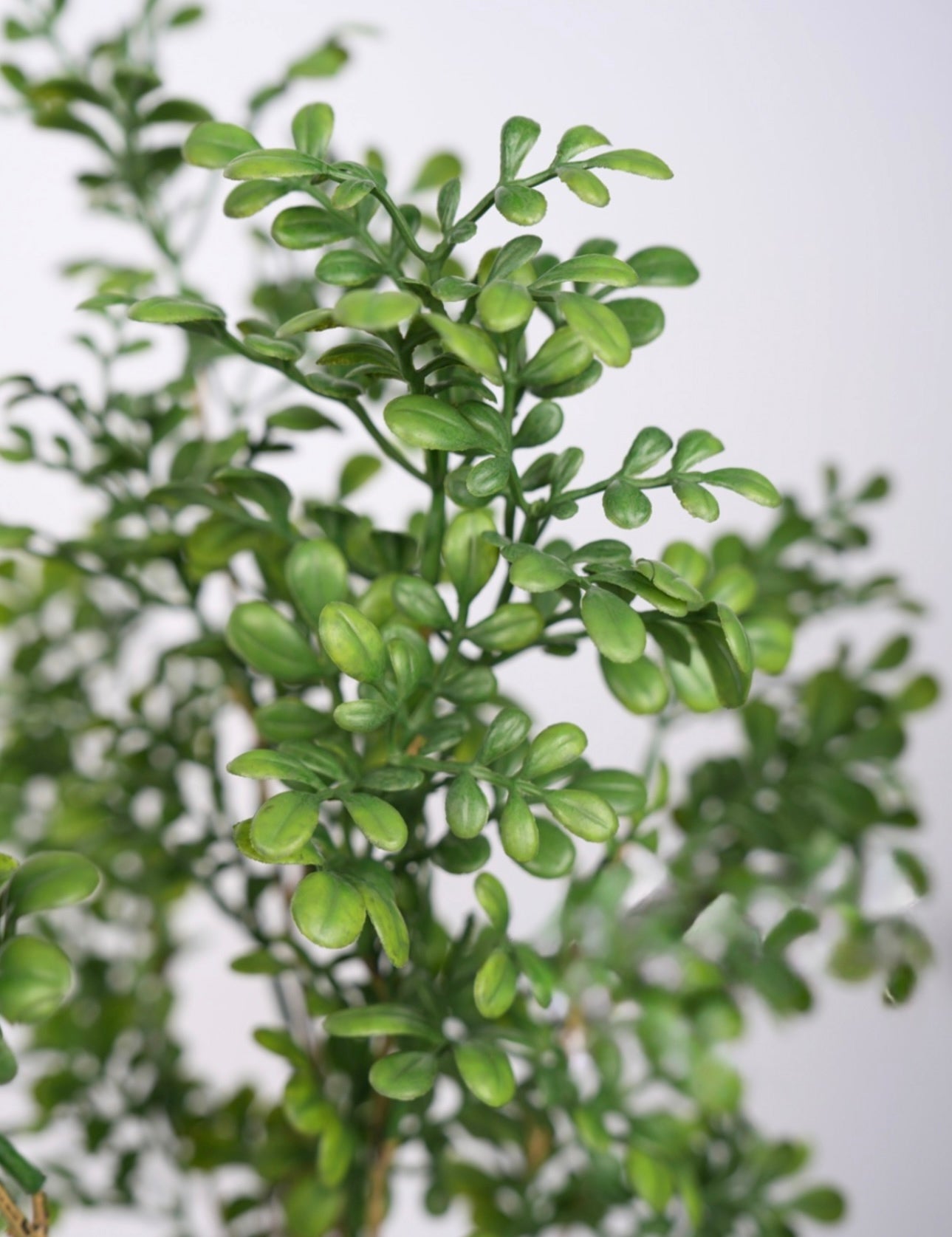Milanese Grass Branch