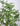 Milanese Grass Branch
