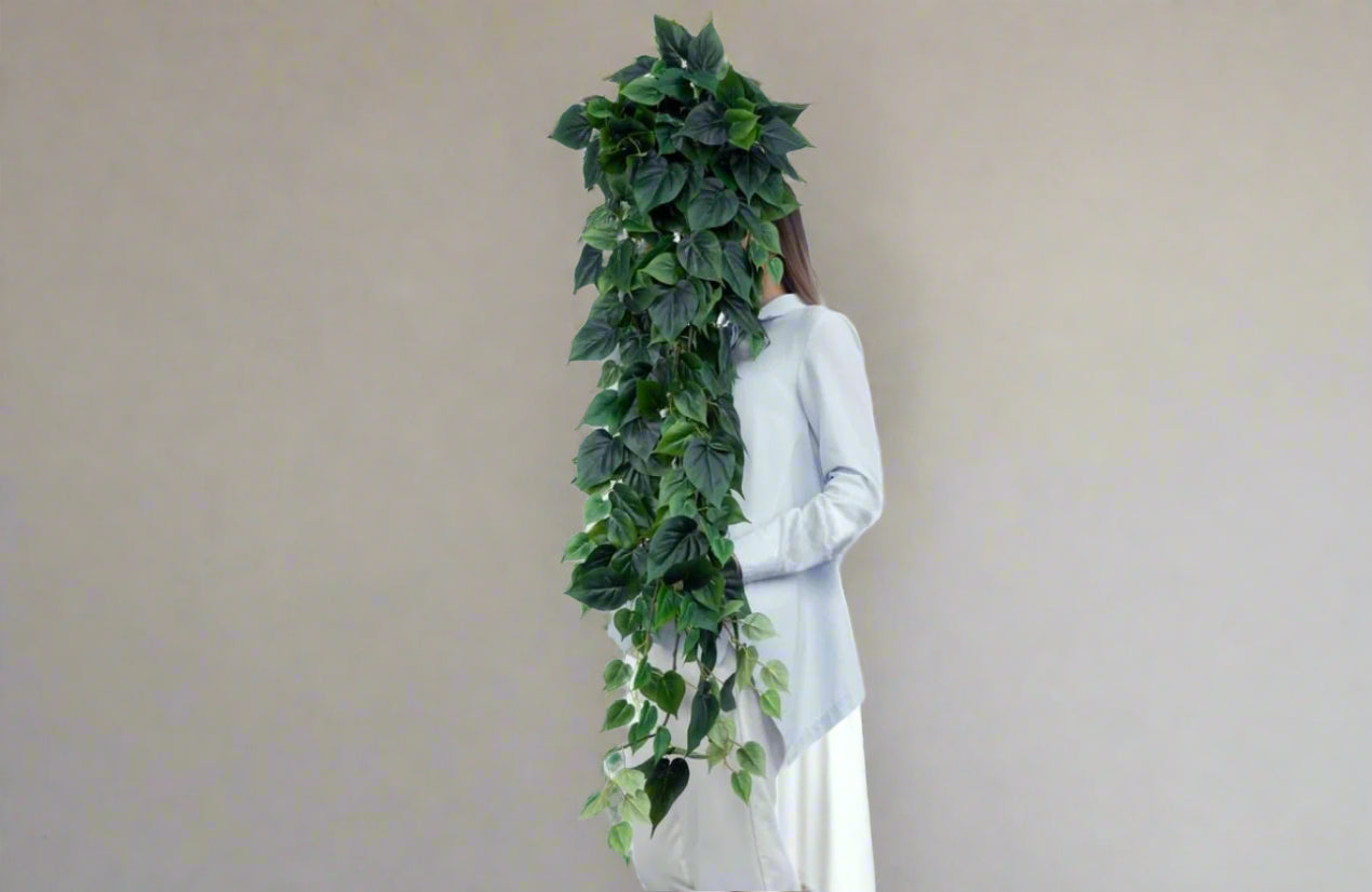 Philodendron Ivy