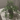 Mini Rivera Bush Uv treated