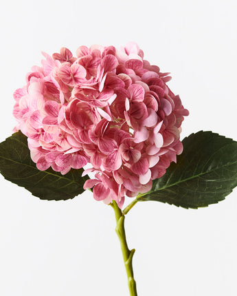 Hydrangea Pink Mauve