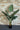 Artificial Strelitzia plant small - Premium (bird of paradise)