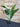 Artificial Strelitzia plant