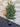 Artificial Golden Leaf Topiary Uv Treated
