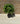 Artificial Fittonia Ball Topiary - Uv Treated