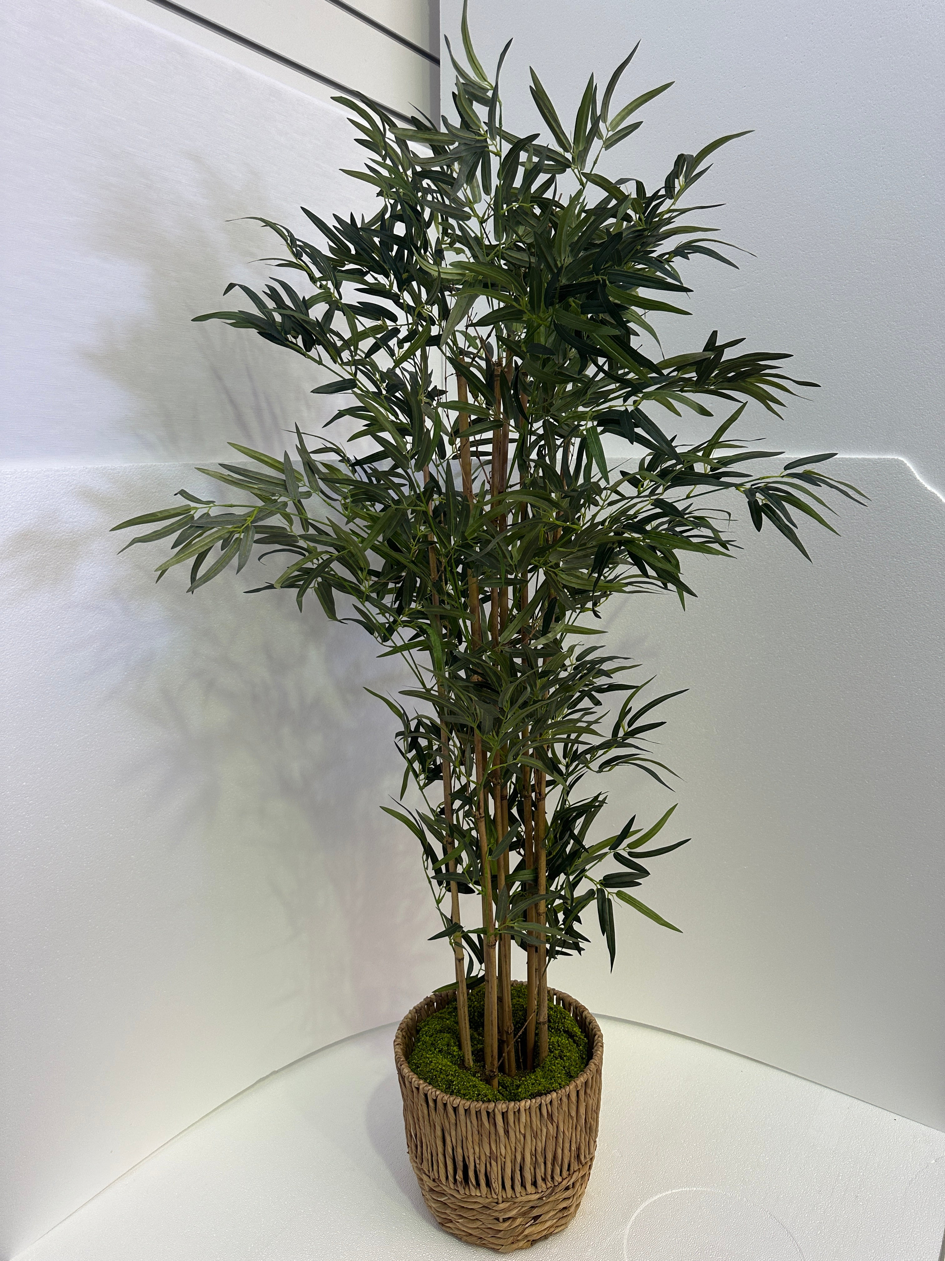 Bamboo 152cm