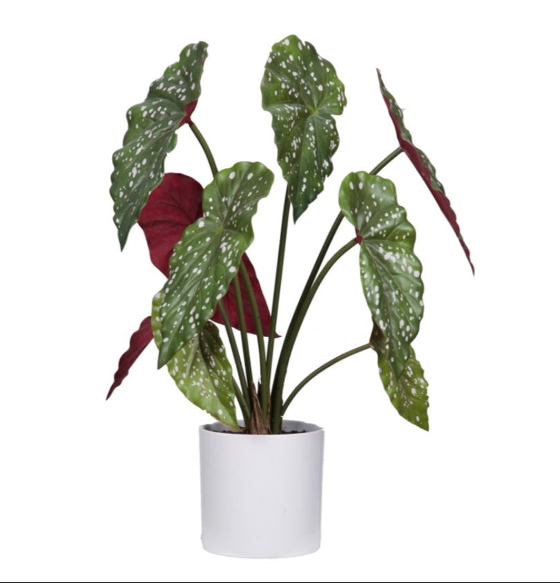 Begonia Maculata bush in planter