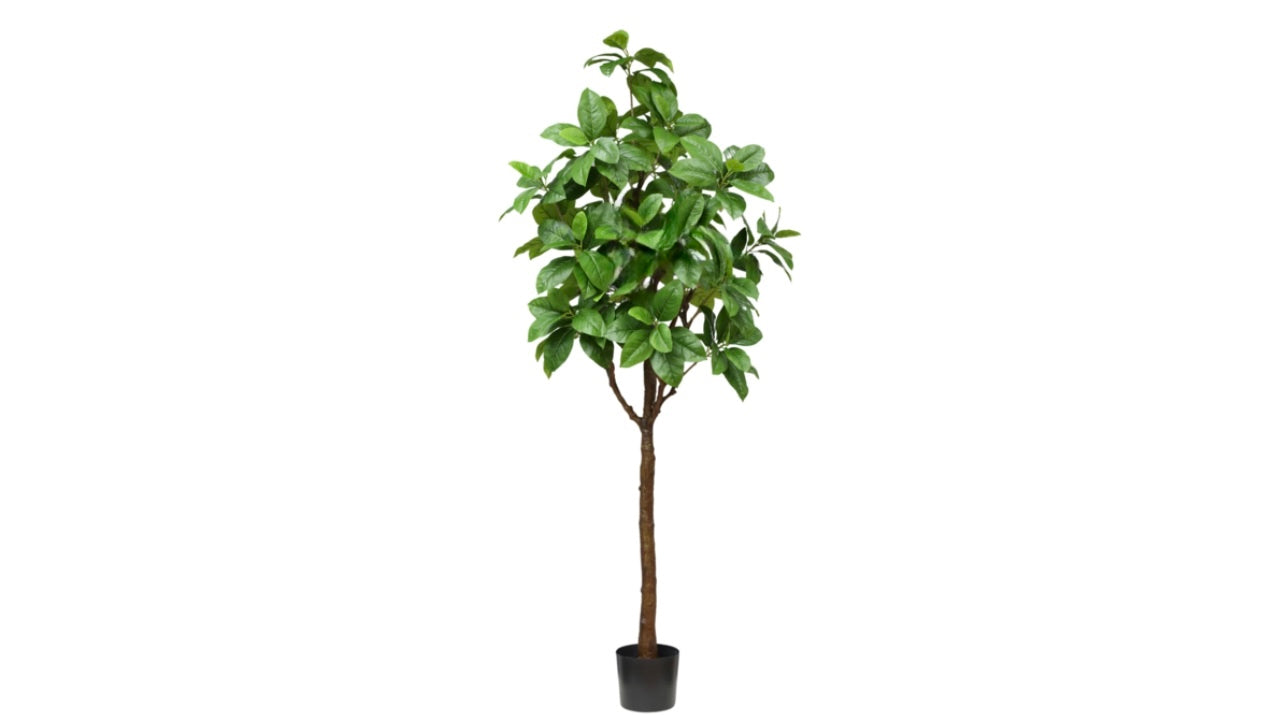 Heart-Shaped Linden in Pot 210cm  (free shipping excluded)
