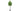 Heart-Shaped Linden in Pot 210cm  (free shipping excluded)