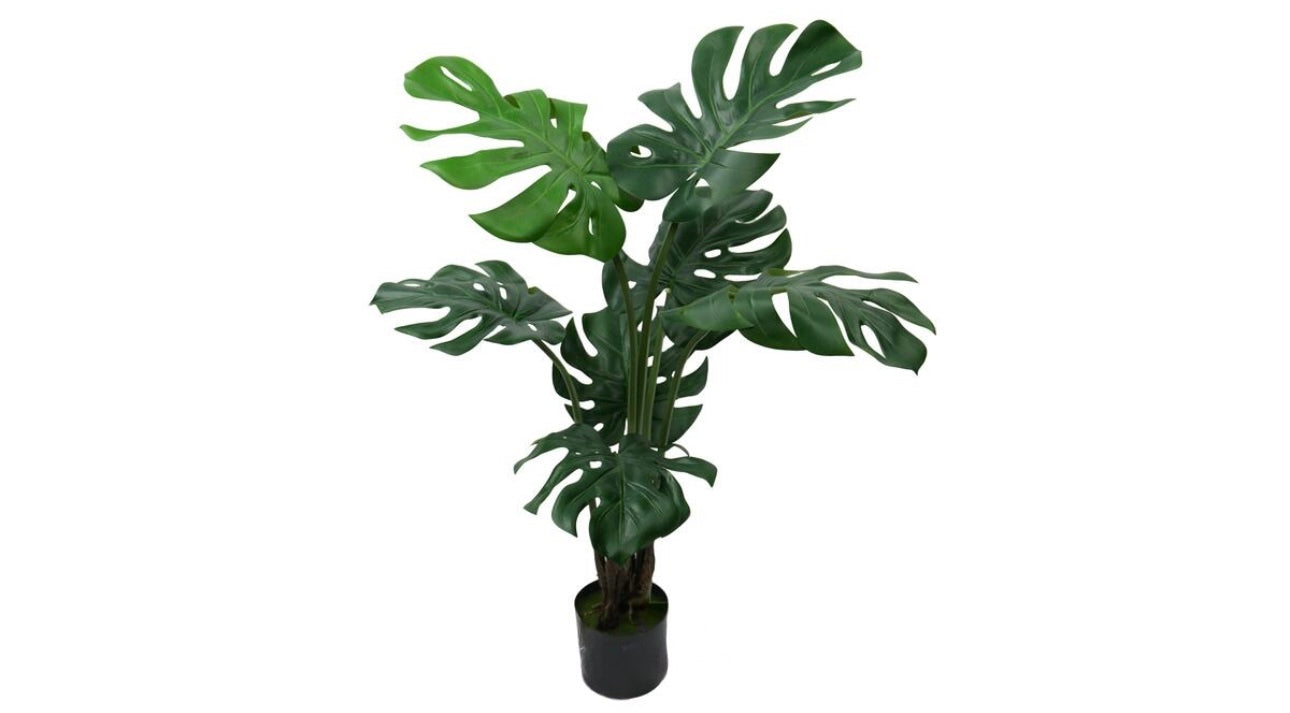 Monstera 120cm
