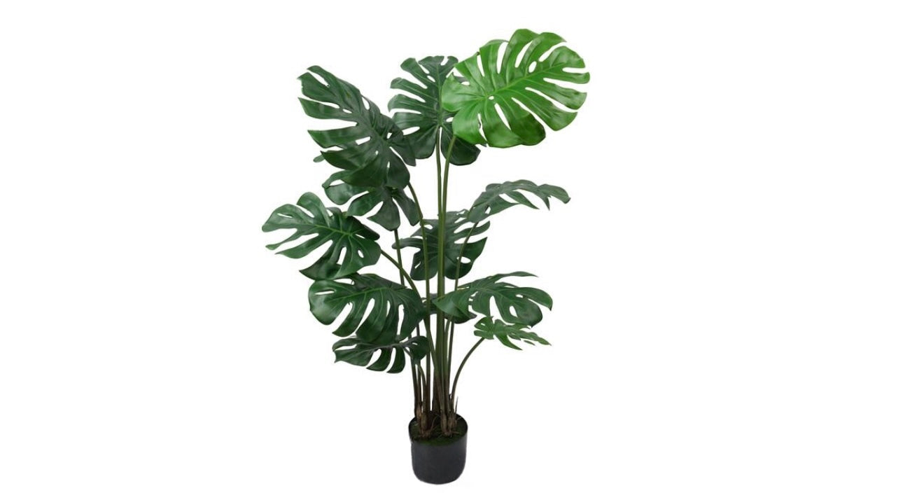 Monstera 135cm