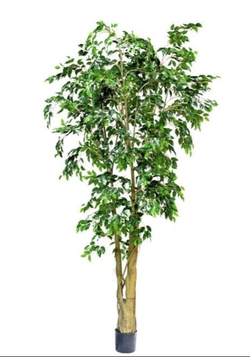 Weeping Ficus 300cm (free shipping excluded)