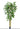 Weeping Ficus 300cm (free shipping excluded)