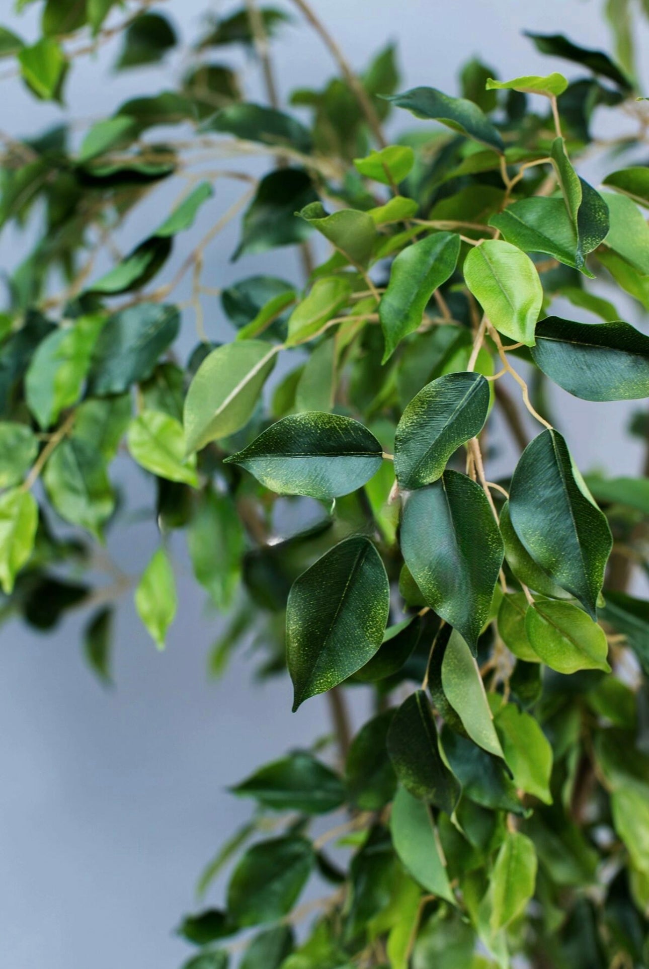 Weeping Ficus 300cm (free shipping excluded)