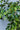 Weeping Ficus 300cm (free shipping excluded)