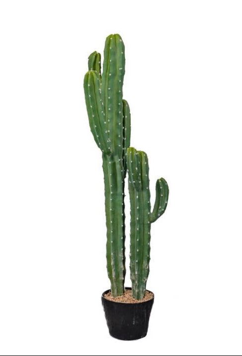 Cactus - Cereus Jamakaru 101cm