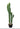 Cactus - Cereus Jamakaru 101cm