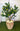 Lemon Tree and Sicilan Pot - Custom made (Pickup only)