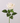 Rose - Real touch - Champagne