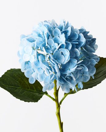 Hydrangea Bush Light Blue