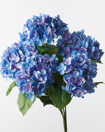 Hydrangea Bush Royal Blue