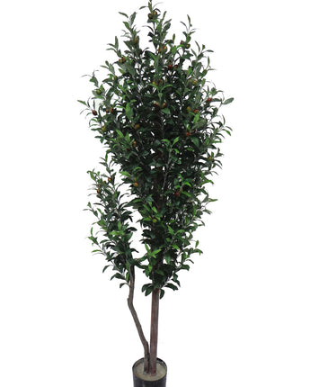 Olive tree 183cm