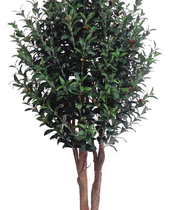 Deluxe Olive tree 183cm tall