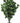 Graydogwood Spray (large) Uv Treated