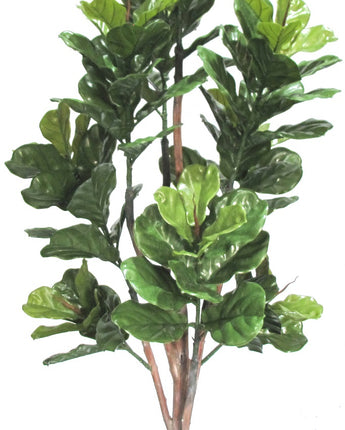 Fiddle Leaf Tree - Uv Treated