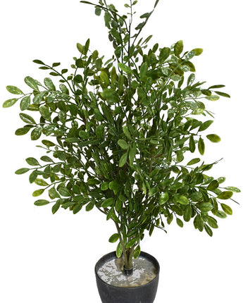 Murraya Bush (small) Uv Treated