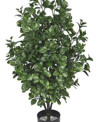 Big Money Ficus Uv Treated