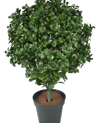 Big Money Ficus Uv Treated Large