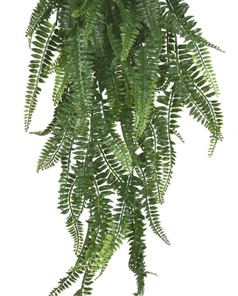 Boston Fern Bush Uv Treated