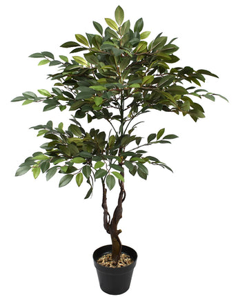 Tea-Tree plant