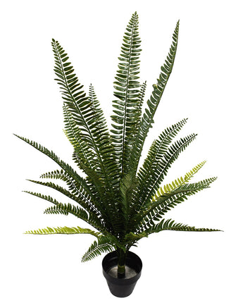 Boston Fern Uv Treated