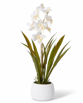 Cymbidium Hybrid Dimple Pot