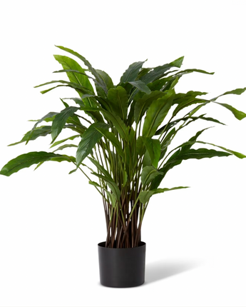 Calathea Velvet Potted Green