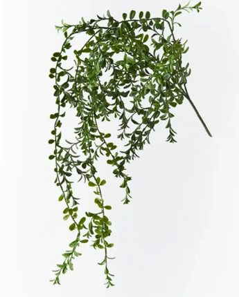 Boxwood Hanging Bush